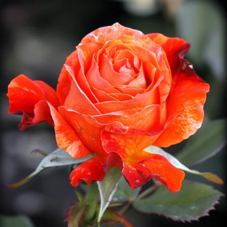 Mini růže Pirelora na holém kořeni