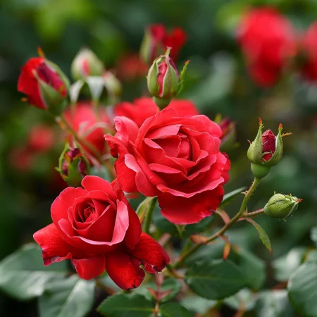 Mini růže Roventira na holém kořenu